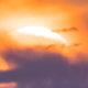 FP_eel11