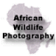 African Wildlife Photography