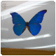 Blue Morpho Butterfly Habitat