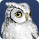 NC Wise Owl
