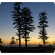 Navitas Manly